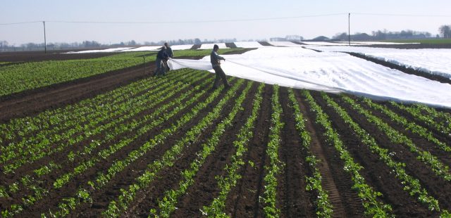 Crop Cover