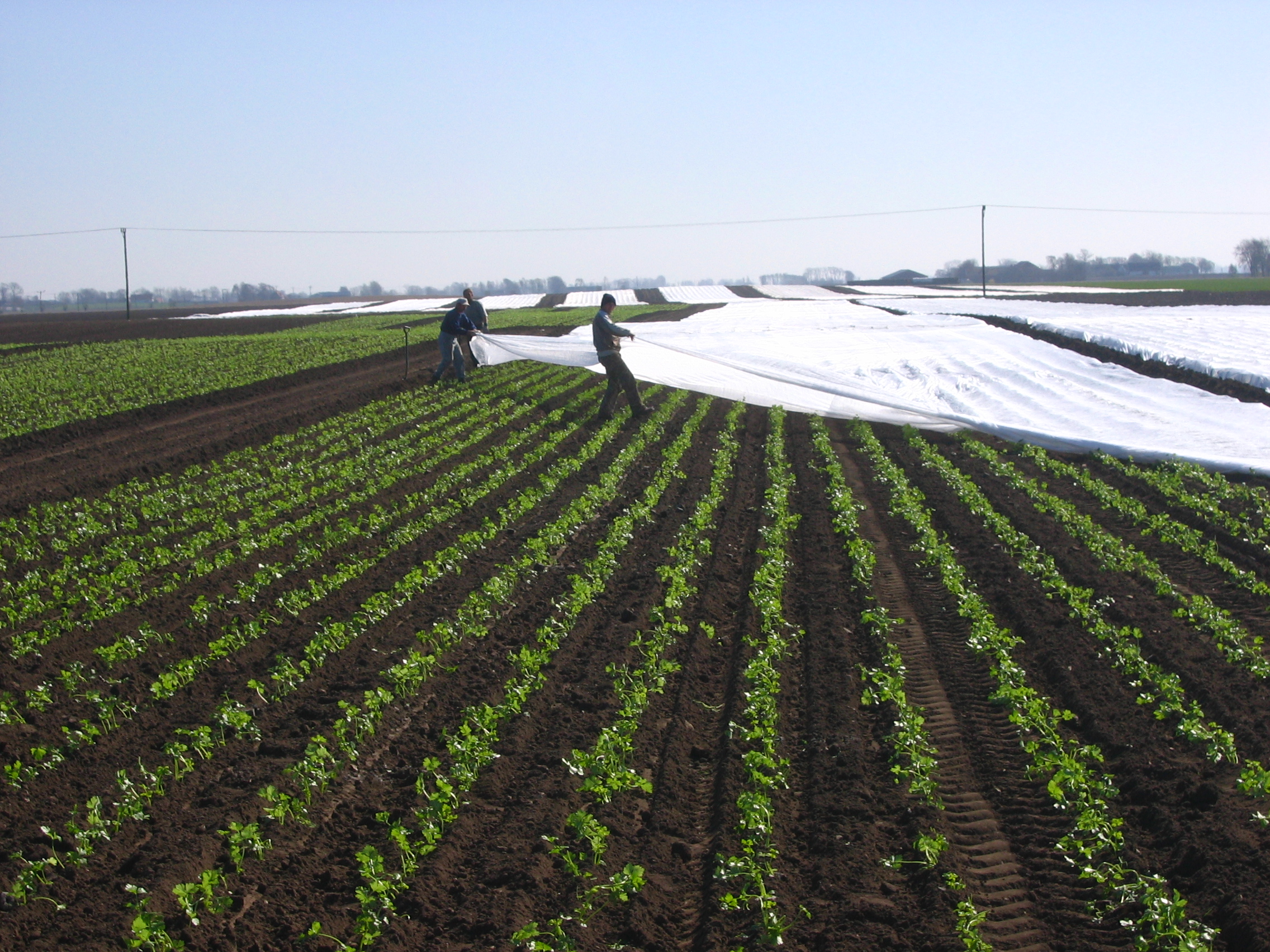 Crop Cover RainFlo Irrigation