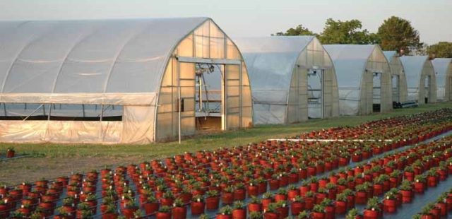 Greenhouse Plastic