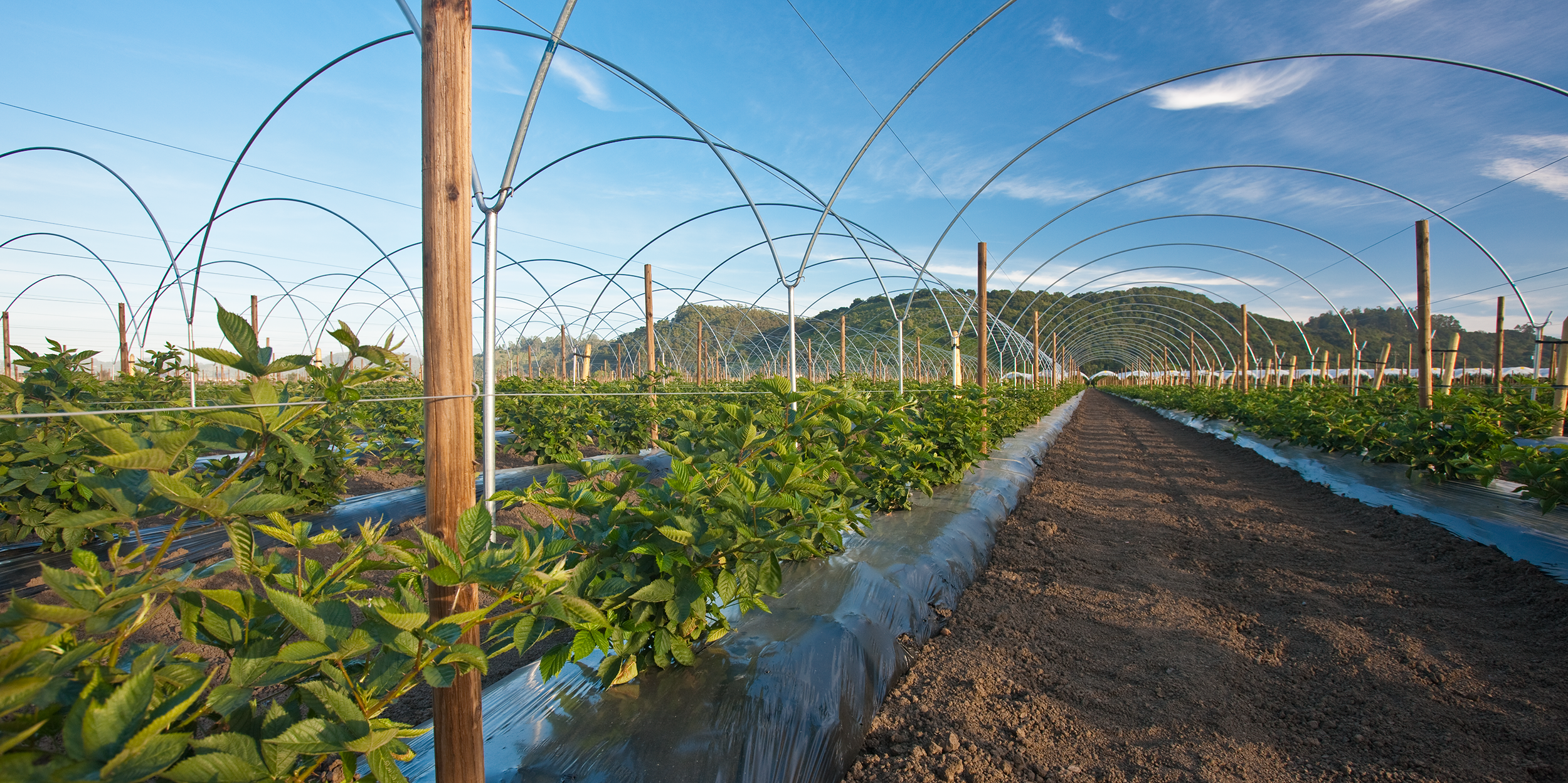 Plastic Mulch RainFlo Irrigation