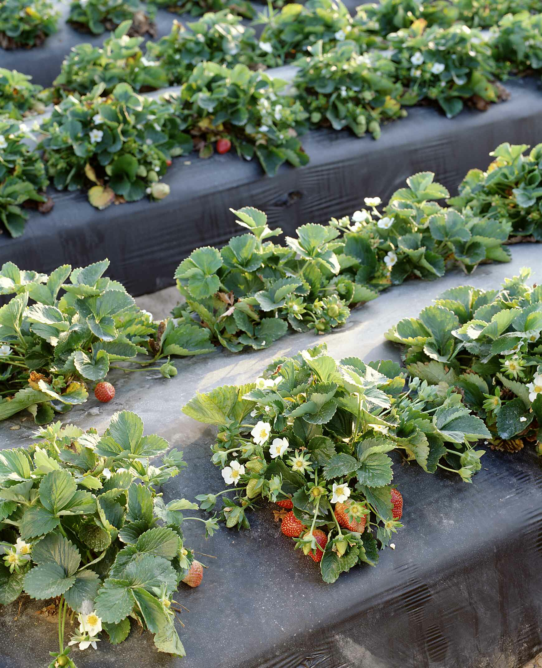 Embossed Plastic RainFlo Irrigation